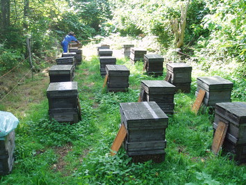自然の中の養蜂場