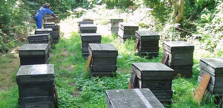 北海道の自然の中の養蜂場